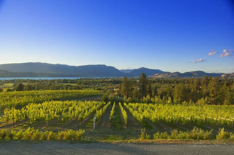 Tantalus Vineyards, located in northern British Columbia experienced one of its toughest vintages in 2021 / Tantalus Vineyards