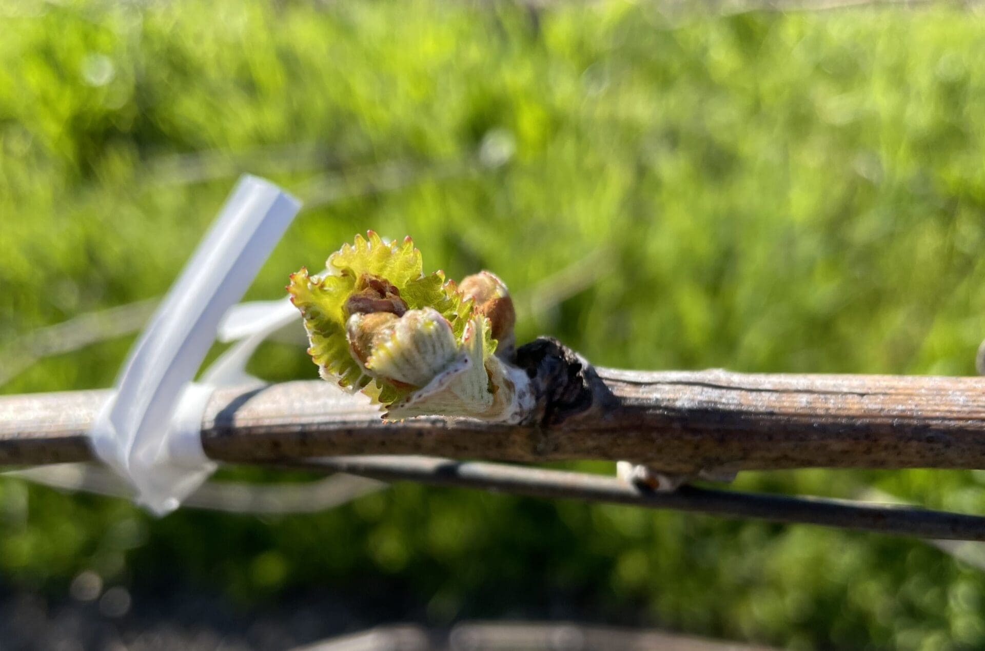 Bud break at Ram's Gate / Courtesy Ram's Gate Winery