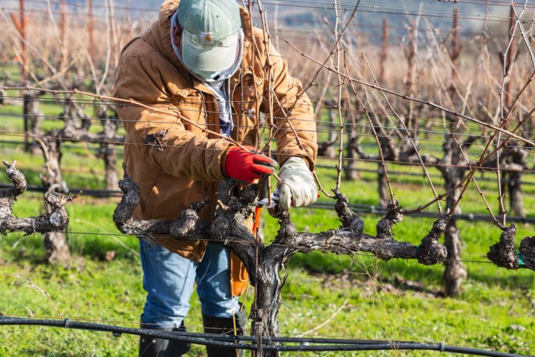 Gamble Family Vineyards Pruning 2021 by Sarah Risk
