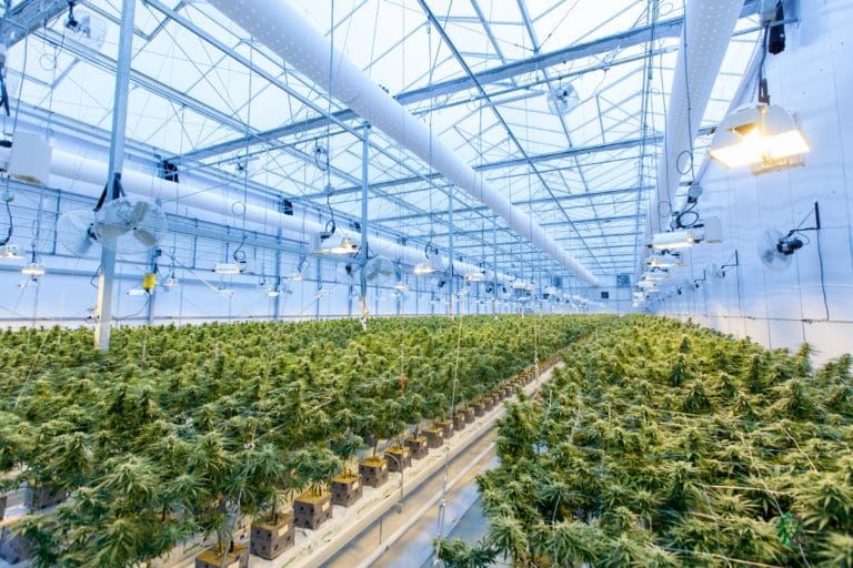 Cannabis Greenhouse/ Photo by Richard T on Unsplash