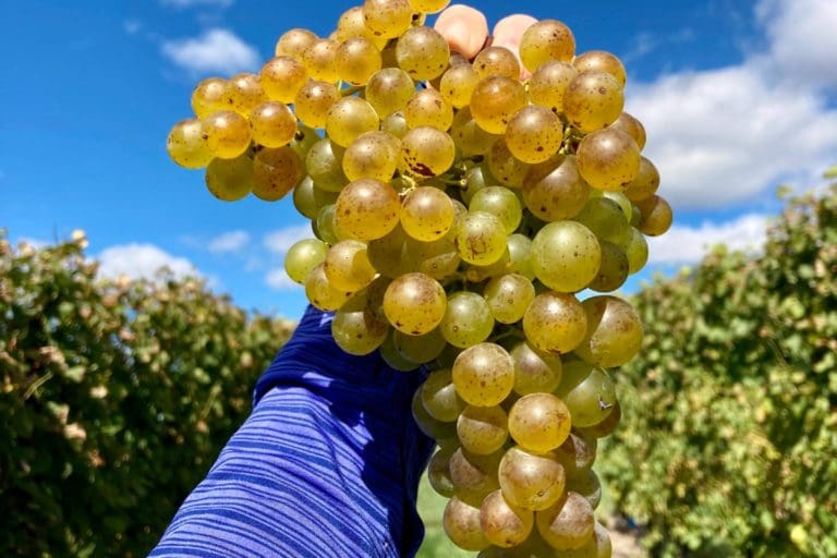 Gruner_Veltliner_Galen_Glen_Vineyards3x2