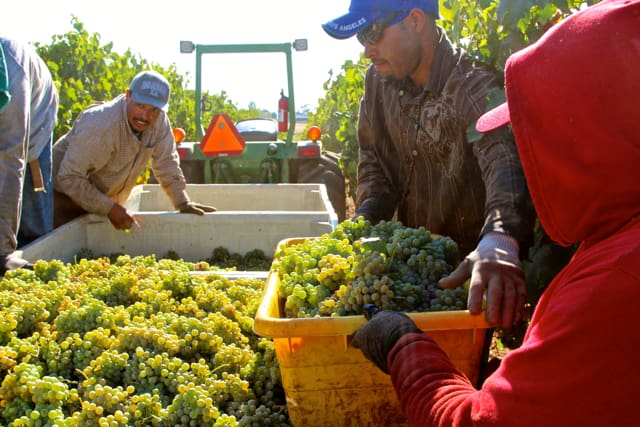 Albarino harvest from Terra Alta Vineyard in Clements Hills. Albarino is grape variety only recently has seen an incline in popularity. / Randy Caparoso Photography