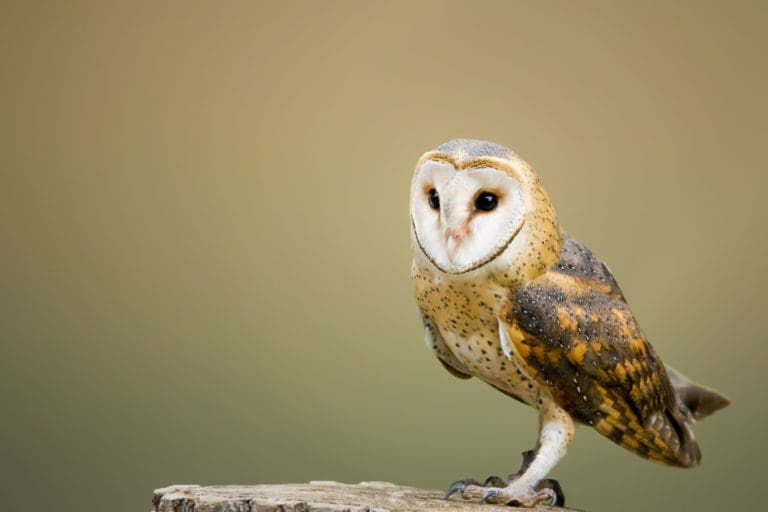 North American Barn Owl (Pexels)