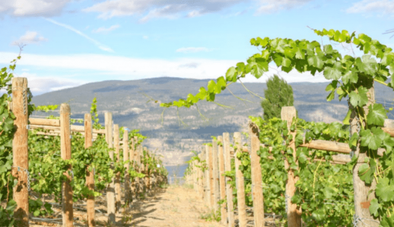 Okanagan_Crush
