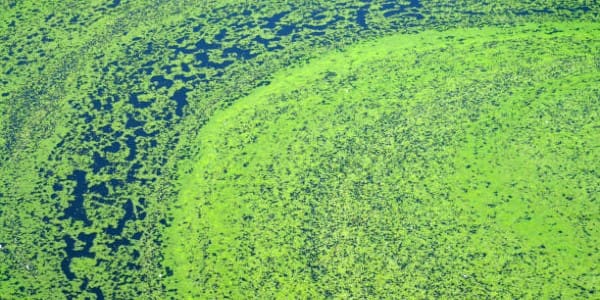 Wine Industry Advisor