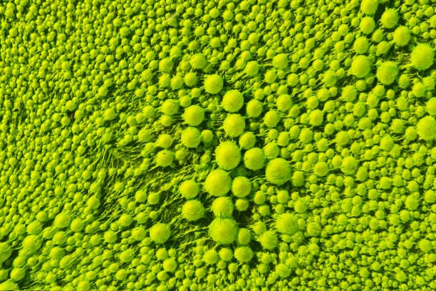 A close-up of green algae bloom. [iStock]