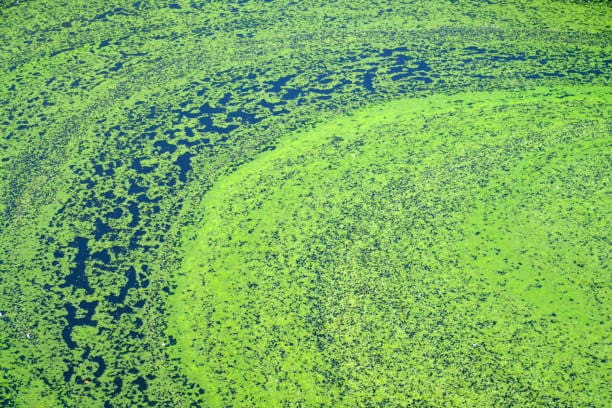 Algae polluted water. [iStock]