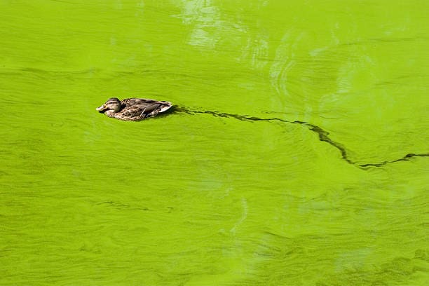 Algal bloom can harm humans and wildlife. [iStock]