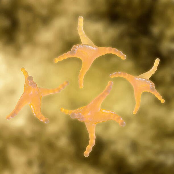 Histamine rendering [iStock]