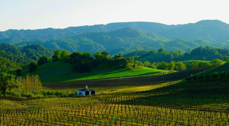 CM vinyard