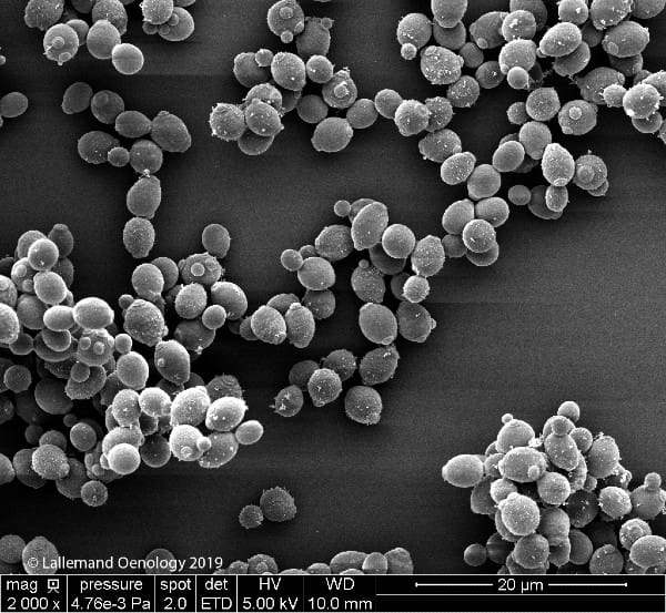 Micro-organisme 3D-Scott-Labs-Spotlight