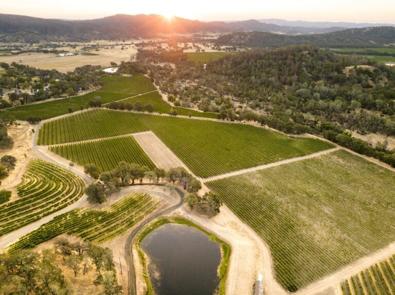 Oso Vineyard
