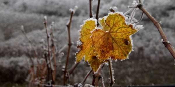 Wine Industry Advisor