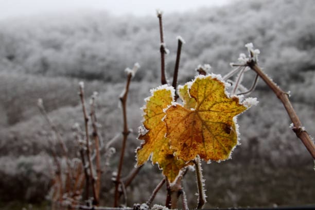Grapes during the winter ready for harvest to be used as ice wine