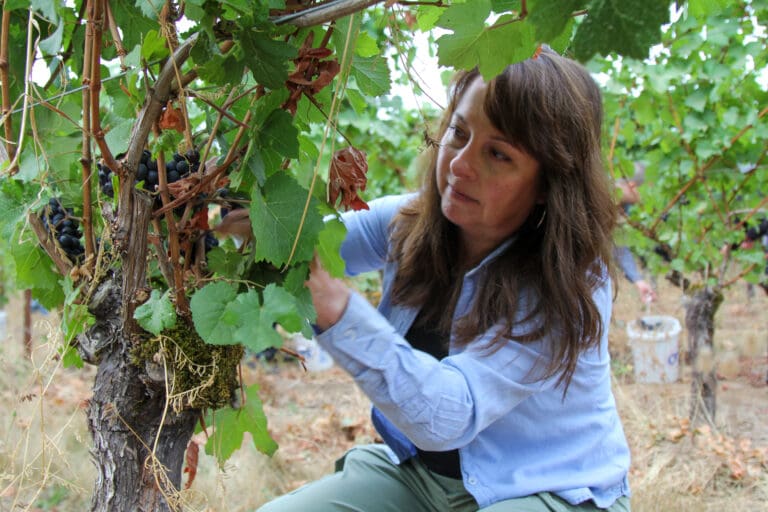 Erin Ostrom of Willamette Valley Vineyards picks Pinot Noir at Bernau Estate Vineyard at Domaine Willamette_9_16_22
