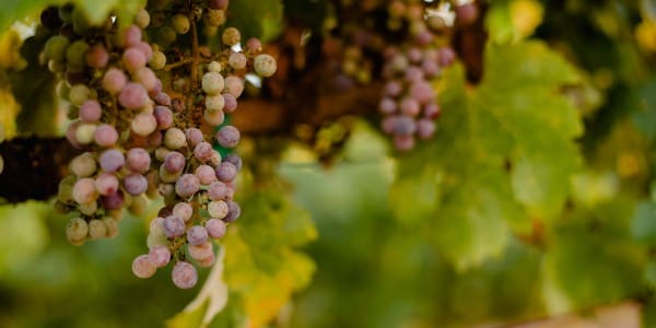 Wine Industry Advisor