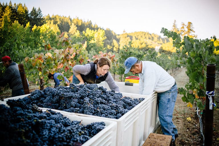 Winemaker Jennifer Higgins picking Petite Sirah