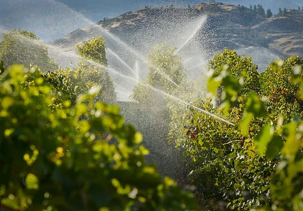 watering vineyard