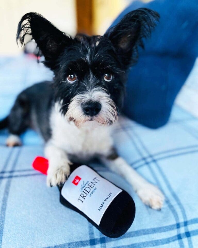 STW_SilverTridentPuppyTasting