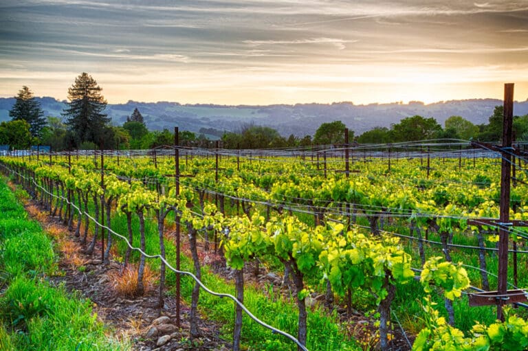 Sunset,Over,Vineyards,In,California's,Wine,Country
