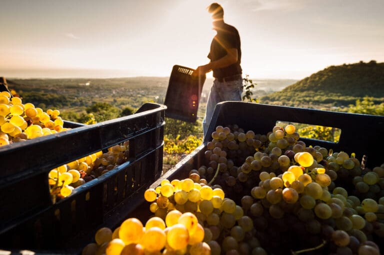 Foto Vendemmia 2