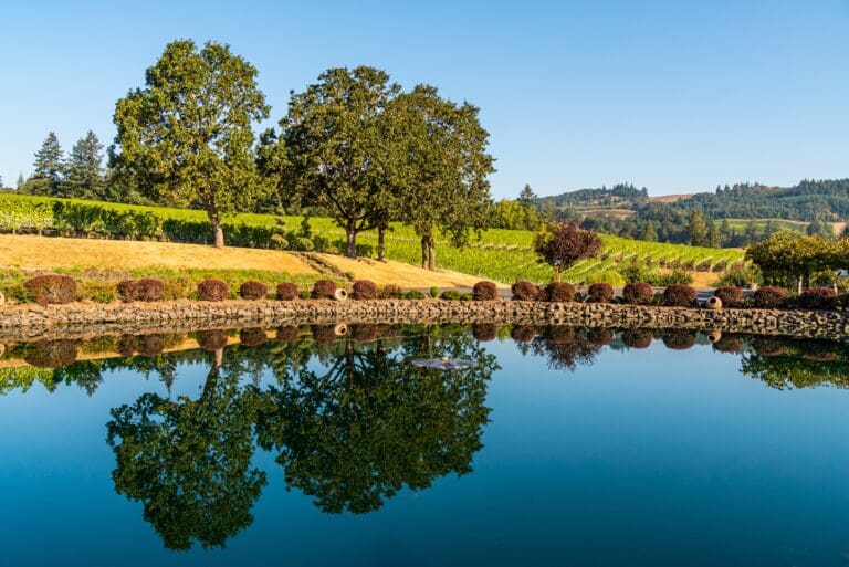 Winery,With,Grape,Vines,In,Rows,On,A,Hill,,Oak