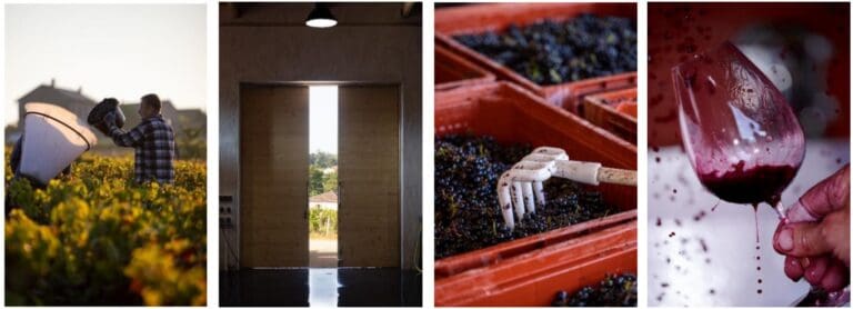 Beajolais_harvestpics