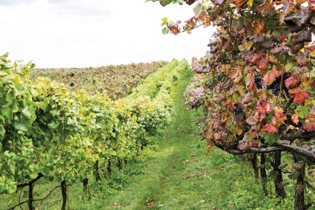 Horton Vineyards 