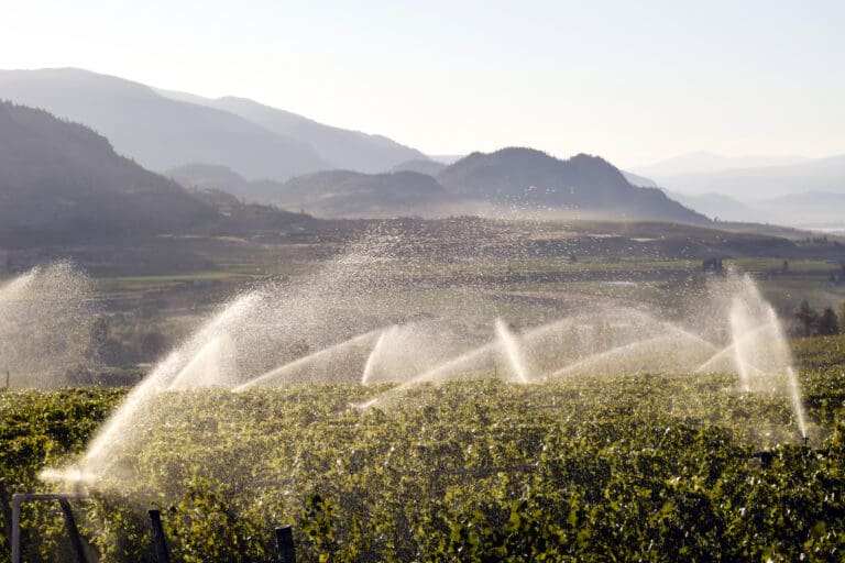 Irrigation,Sprinkler,In,Organic,Vineyard,Located,In,Osoyoos,,British,Columbia,