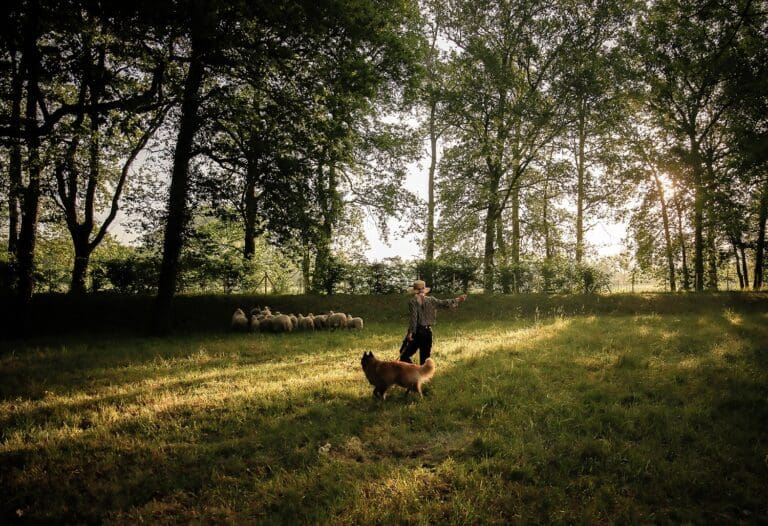 bois et clairiere Chemins de Malartic