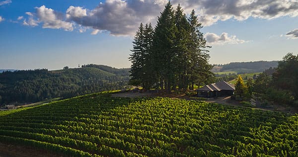 Prince-Hill-Vineyards_600