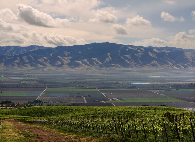 riboli-family-wines_doctors-vineyard