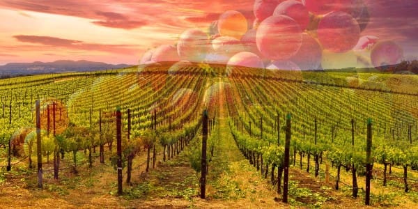 North Coast Wine Industry Expo