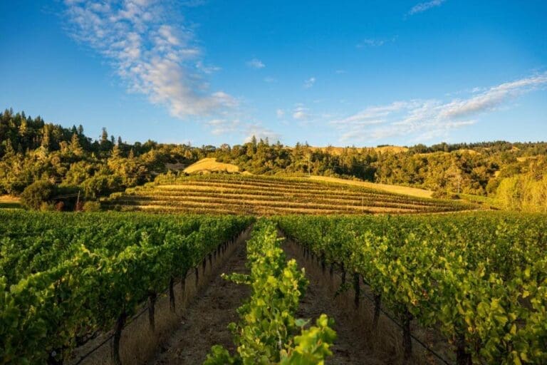 PRESS RELEASE_ Donum Estate_Savoy Vineyard ROC™ Announcement