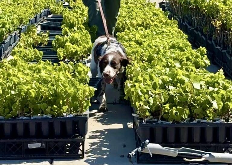 Herrick Grapevines Becomes the First Grapevine Nursery to Utilize Dogs for Grapevine Virus and Mealybug Detection