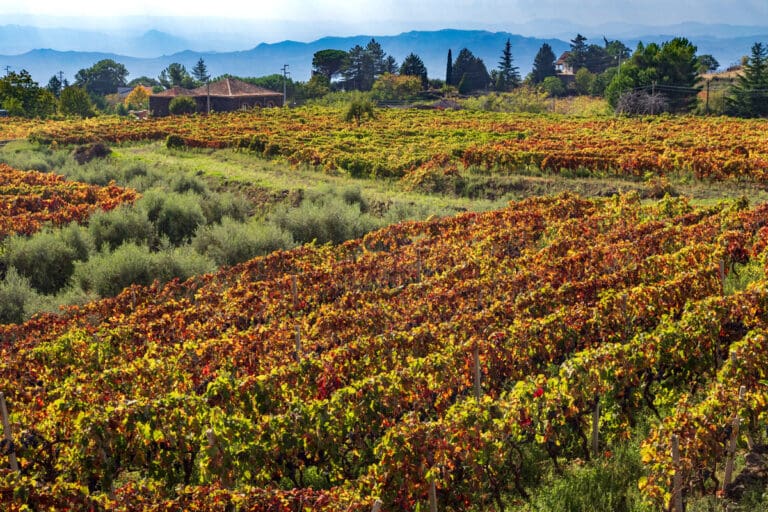 contrada_cavaliere_6