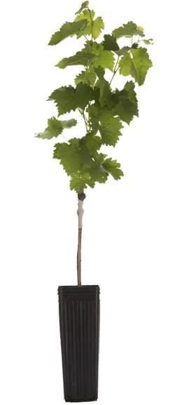 Potted Benchgrafts