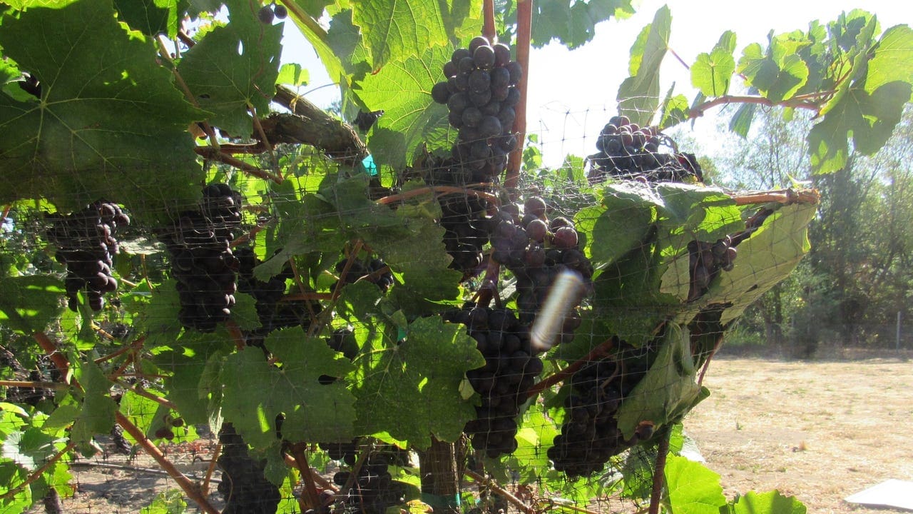 Wine grape assessment to hold at .25 for ’25 harvest
