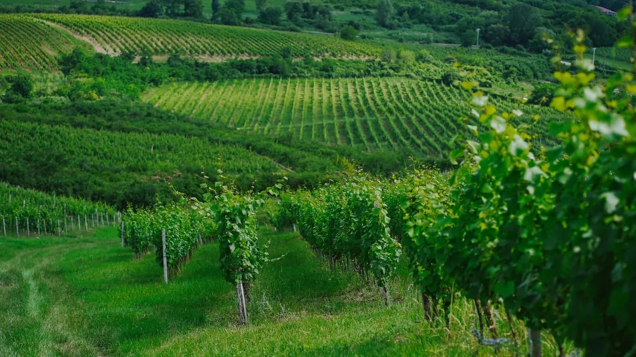 hungarianconservative.com