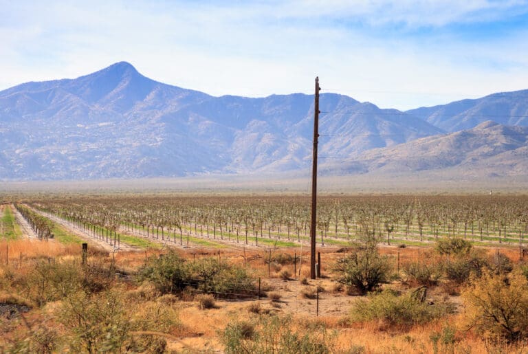 Vineyard,With,A,View,Of,Agua,Caliente,Mountains,And,Aguila