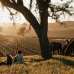 pasoroblesdailynews.com