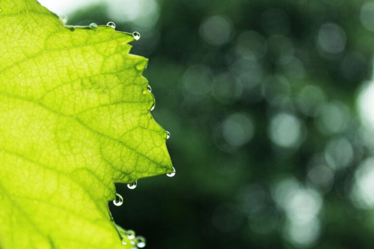 Close,Up,View,Of,Fresh,Young,Green,Grape,Leaves,Background