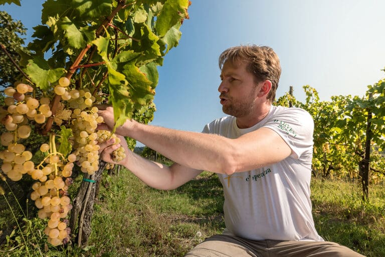 Gradis'ciutta_vigneti-16