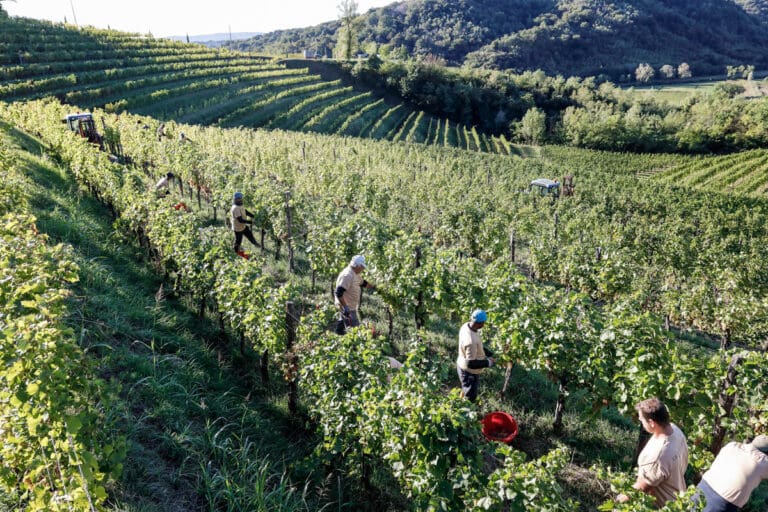 Gradis'ciutta_vigneti-1
