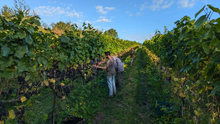 Image Two Beacons Vineyard