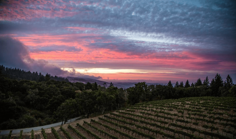 ediblemontereybay.com