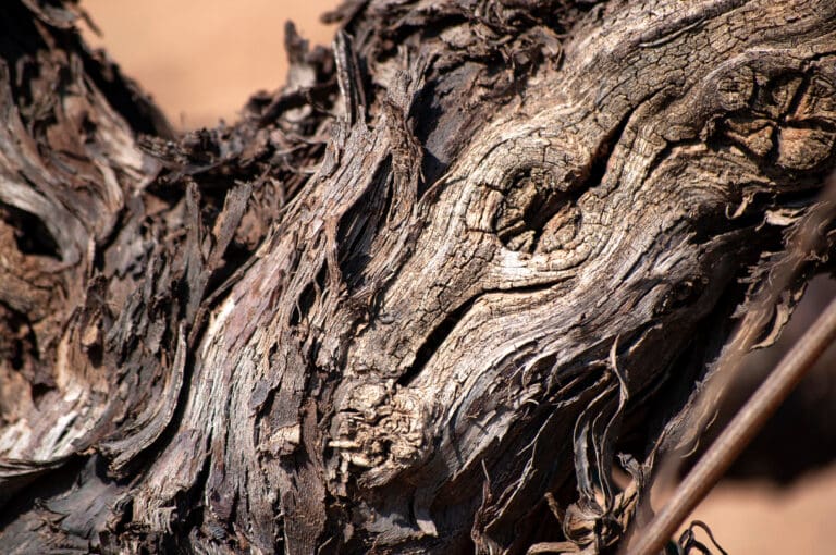 Close-up,Of,Vine,Trunk.,Strain,Of,Old,Vineyard.,Texture
