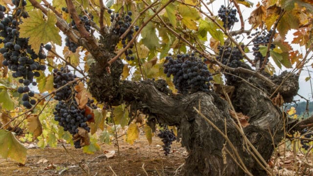 daily.sevenfifty.com