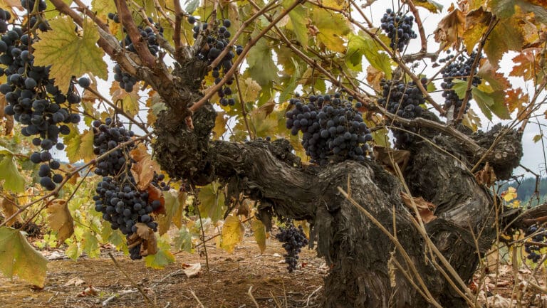 daily.sevenfifty.com