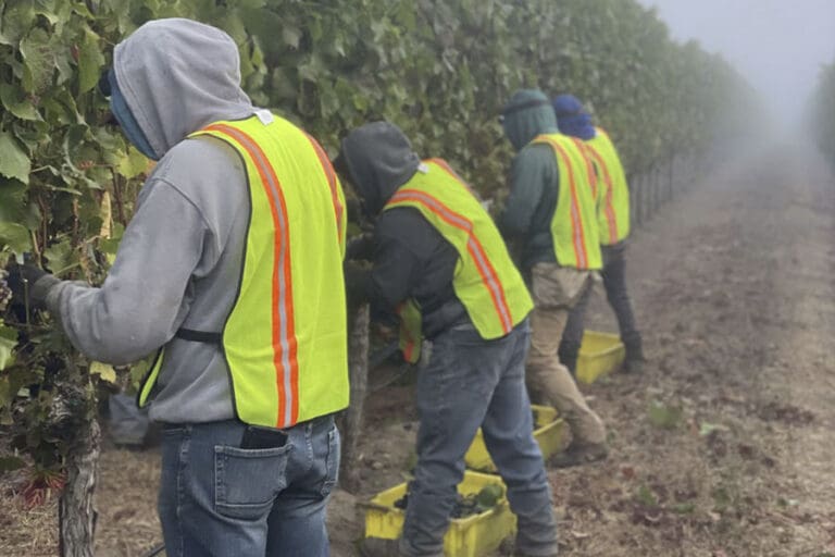 SANTA-LUCIA-HIGHLANDS-KICKS-OFF-WINE-GRAPE-HARVEST_ftimg